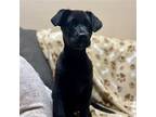 Potter Pup - Ronnie, Labrador Retriever For Adoption In Oceanside, California