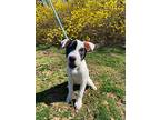 Desiree, American Pit Bull Terrier For Adoption In Media, Pennsylvania