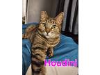 Houdini, Bengal For Adoption In Acton, California