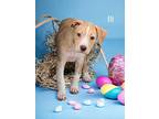 Eli, American Pit Bull Terrier For Adoption In Virginia Beach, Virginia