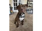 Anton, American Pit Bull Terrier For Adoption In Norristown, Pennsylvania