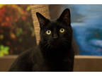 Lucifur, Domestic Shorthair For Adoption In St. Catharines, Ontario