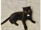 Tara, Domestic Shorthair For Adoption In Columbia, South Carolina