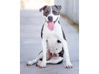 Ember, American Pit Bull Terrier For Adoption In Palm Springs, California