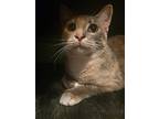 Sparkle, Domestic Shorthair For Adoption In Baltimore, Maryland