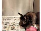 Honey Bunny, Other/unknown For Adoption In Bensalem, Pennsylvania
