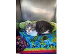 Babe, Domestic Shorthair For Adoption In Indiana, Pennsylvania
