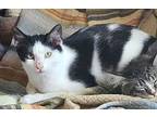 Cal, Domestic Shorthair For Adoption In Cut Bank, Montana