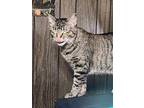 Mitsy G, Tabby For Adoption In Cut Bank, Montana