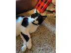 Jack, Domestic Shorthair For Adoption In Cut Bank, Montana