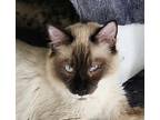 Magnum, Siamese For Adoption In Cut Bank, Montana