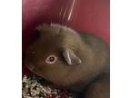 Sancha, Guinea Pig For Adoption In Los Angeles, California