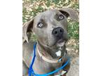 Dory, American Staffordshire Terrier For Adoption In Houston, Texas