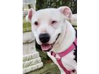 Belle, American Staffordshire Terrier For Adoption In Houston, Texas