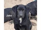 Jake, Retriever (unknown Type) For Adoption In Saugus, Massachusetts