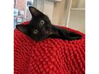 Orchid, Domestic Shorthair For Adoption In Quinton, Virginia