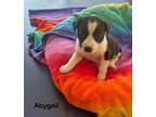 Abygail #1, Labrador Retriever For Adoption In Umatilla, Florida