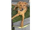 Leo, Labrador Retriever For Adoption In San Ysidro, California