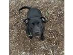 Elvira, Labrador Retriever For Adoption In Lincoln, Nebraska