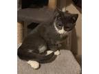 Alladin, Domestic Shorthair For Adoption In Woodstock, Ontario