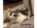 Jasmine, Calico For Adoption In Woodstock, Ontario