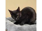 Lefty, Domestic Shorthair For Adoption In Woodstock, Ontario