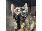 Jasmine, Domestic Shorthair For Adoption In Santa Rosa, California