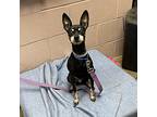 Sarge, Miniature Pinscher For Adoption In Cadiz, Ohio