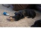 Carmy, Labrador Retriever For Adoption In Kettering, Ohio