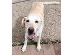 Deneen's Starr, Labrador Retriever For Adoption In Los Lunas, New Mexico