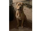 Buddy, American Staffordshire Terrier For Adoption In Battle Ground, Washington