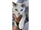 Pua, Siamese For Adoption In Napa, California