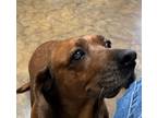 Penny, Dachshund For Adoption In Yellville, Arkansas