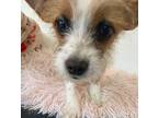 Irish Spring, Terrier (unknown Type, Small) For Adoption In Penngrove