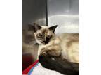 Gronk-ette, Siamese For Adoption In Madison, New Jersey