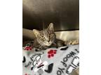 Chip, Domestic Shorthair For Adoption In Madison, New Jersey