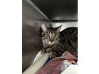 Carlos, Domestic Shorthair For Adoption In Madison, New Jersey