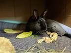 Broccolini, Other/unknown For Adoption In Milwaukie, Oregon