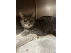 Fitz, Domestic Shorthair For Adoption In Twinsburg, Ohio