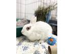 Darcy, English Spot For Adoption In Belleville, Ontario