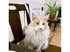 King Charlie, Maine Coon For Adoption In Franklin, Tennessee