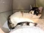 Amy, Domestic Shorthair For Adoption In Philadelphia, Pennsylvania