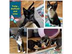 Tulip, Daffodill , And Lilac - Adorable Sisters !, Domestic Shorthair For