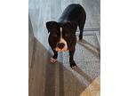 Kaiser, American Pit Bull Terrier For Adoption In Richmond, California