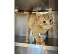 Squid, Domestic Shorthair For Adoption In Oakdale, California