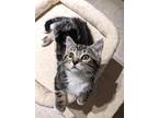 Kore, Domestic Shorthair For Adoption In Breinigsville, Pennsylvania