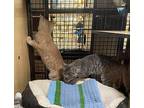 Henrietta (and Henry), Domestic Shorthair For Adoption In New York, New York