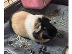 Princess, Guinea Pig For Adoption In Nelson, British Columbia