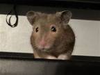 Brownie, Hamster For Adoption In Aurora, Illinois