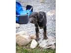 Mateo, Portuguese Water Dog For Adoption In Stewartsville, New Jersey